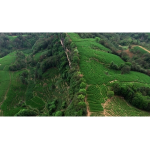 华体网最新在茶园碰见油菜大豆：“茶科技”融入武夷万重茶山